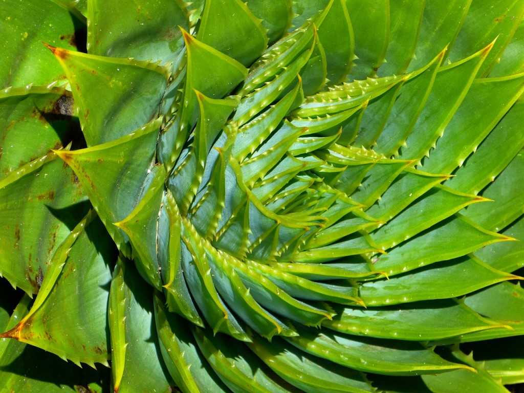 prednosti aloe vere