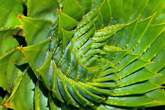 prednosti aloe vere