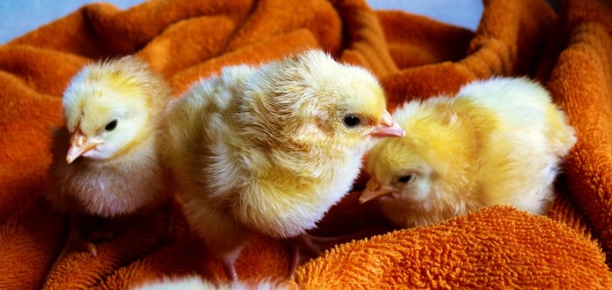 Zašto je dobro prestati biti vegetarijanac prestati biti vegetarijanac
